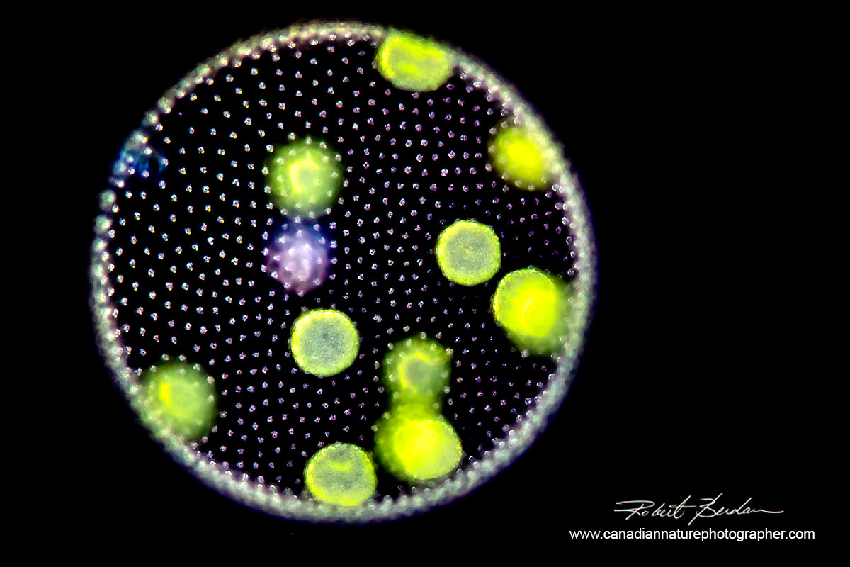 Volvox viewed by Darkfield microscopy 100X  Robert Berdan ©