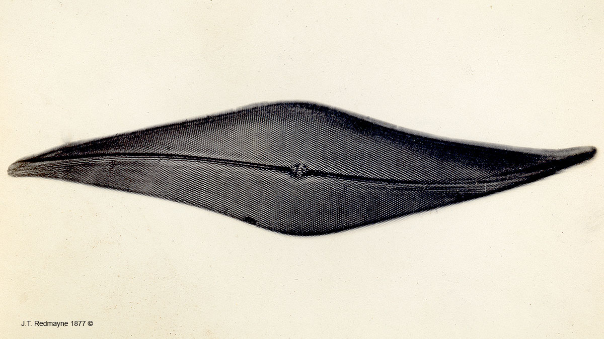 Diatom Pleurosigma angulatum Plate 50 Magnification 750X. This photograph was taken in 1877 by J.T. Redmayne 1877. 