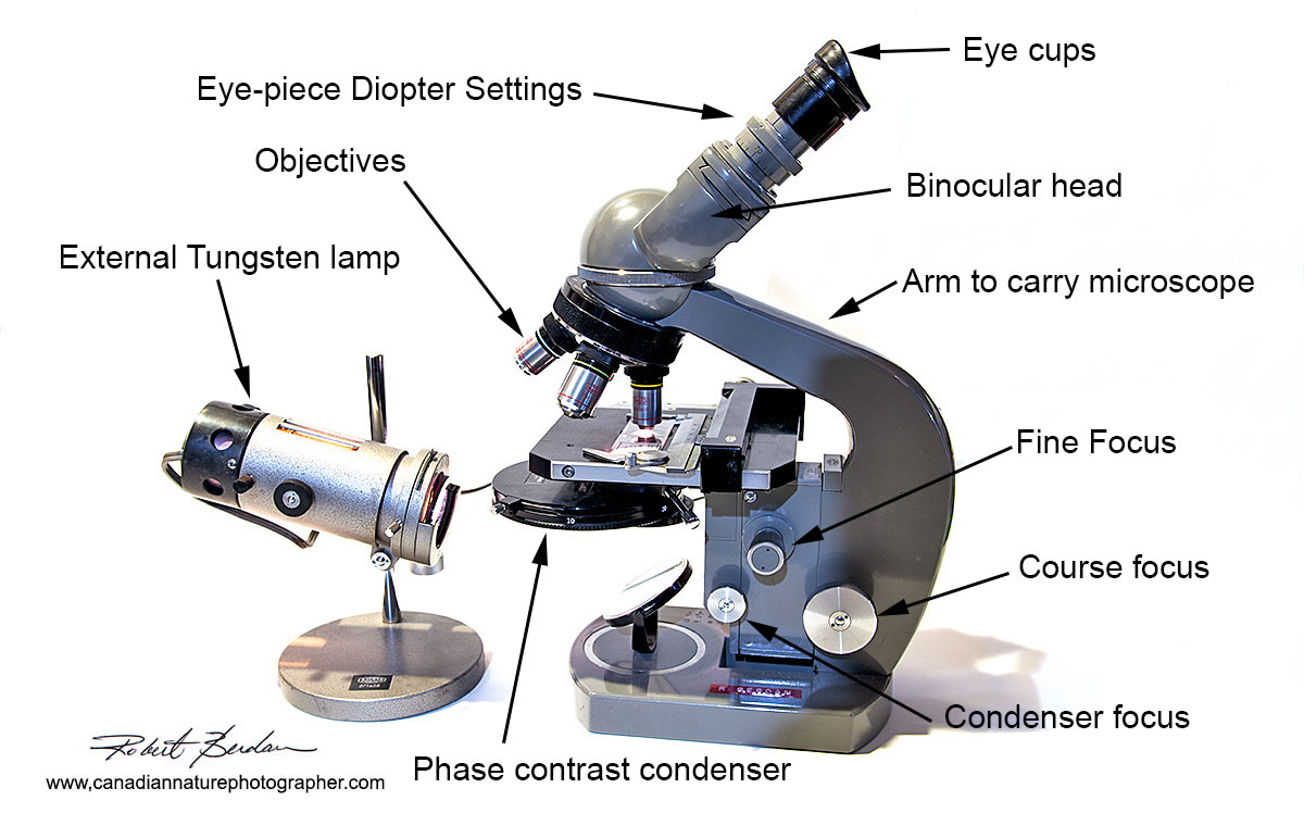 Binocular light microscope Olympus E with a Phase contrast condenser Robert Berdan ©