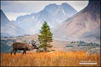 Mountain Caribou Tonquin Valley Jasper National park by Robert Berdan