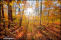 Maple forest in autumn by Robert Berdan