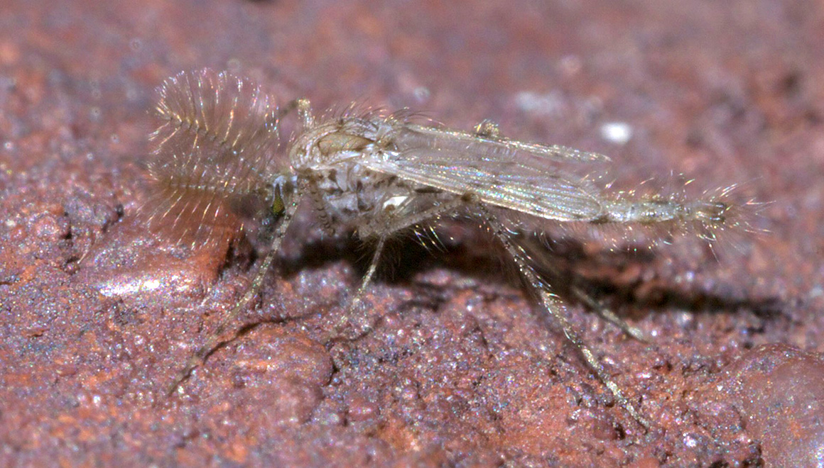 Adult Midge Fly Chaoborus punctipennis