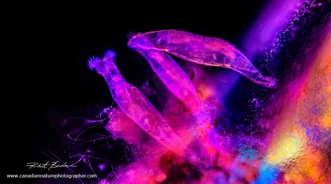 Bdelloid rotifers living on Chaoborus larva light microscopy Robert Berdan ©