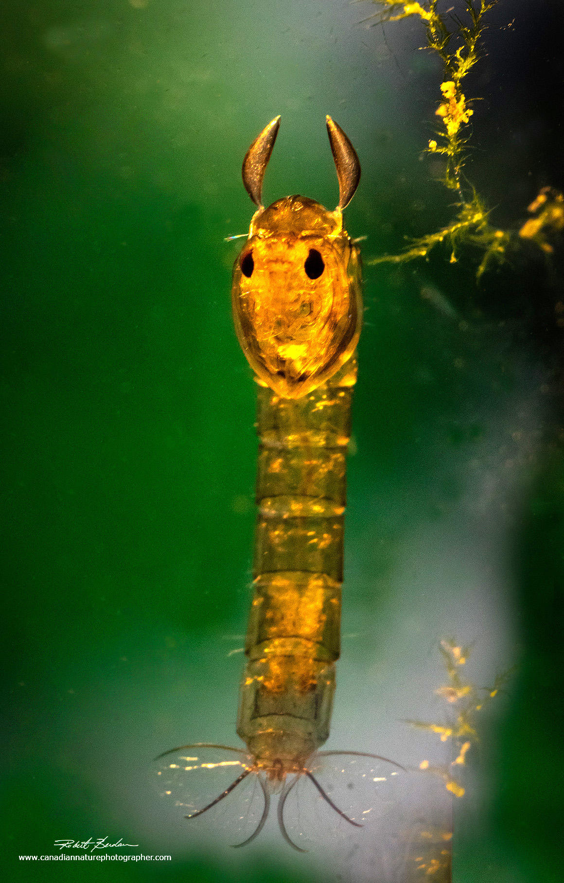 Chaoborus larva hanging vertically in my mini-aquarium by Robert Berdan ©