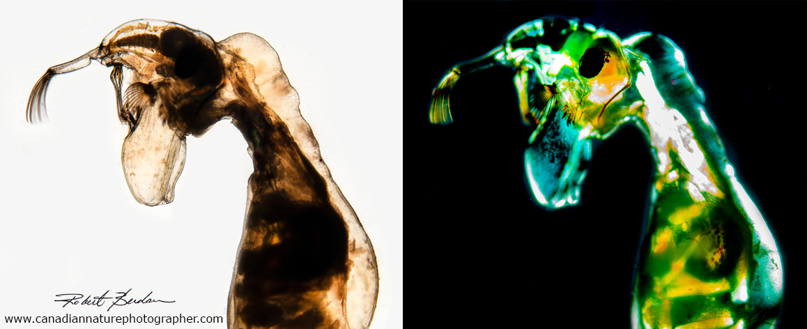 Chaoborus larva light microscopy Robert Berdan ©