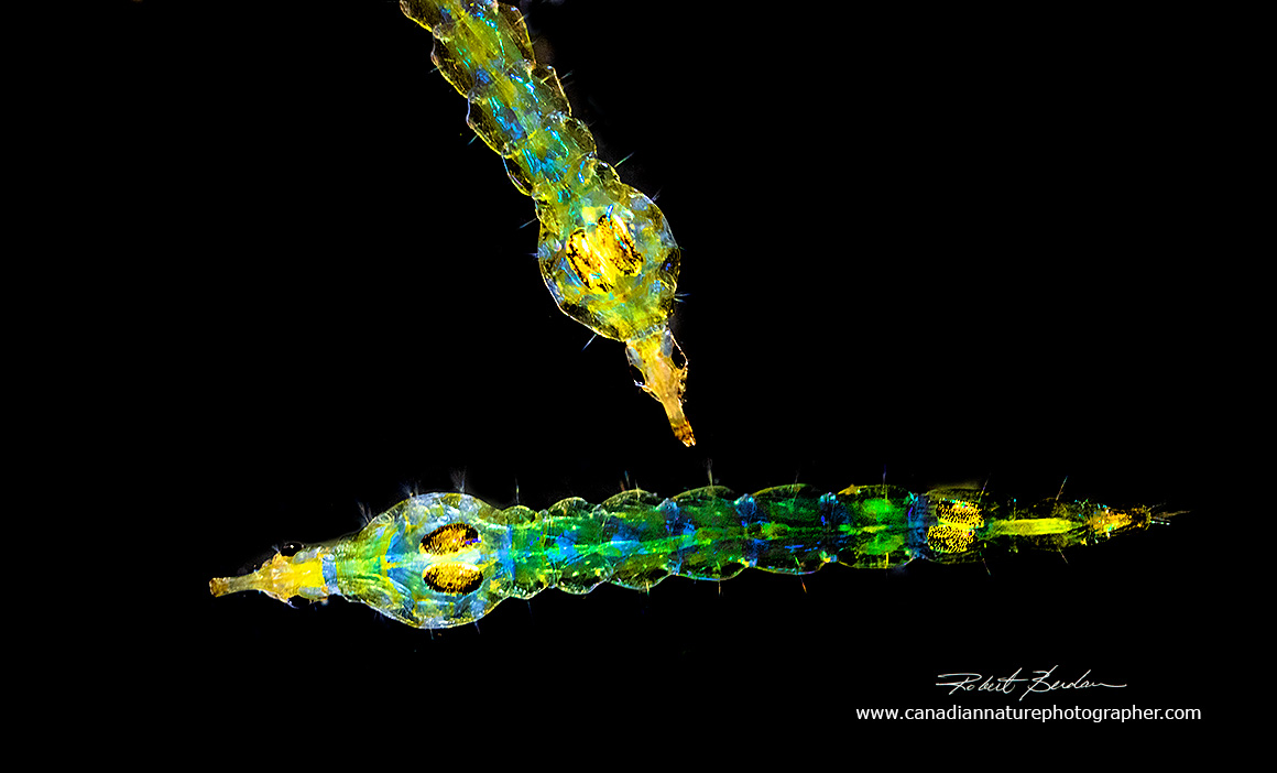 Chaoborus larva photographed with a Zeiss Stemi stereomicroscope Robert Berdan ©