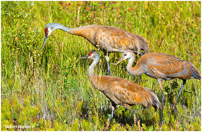Sandhill crane family by Robert Berdan 