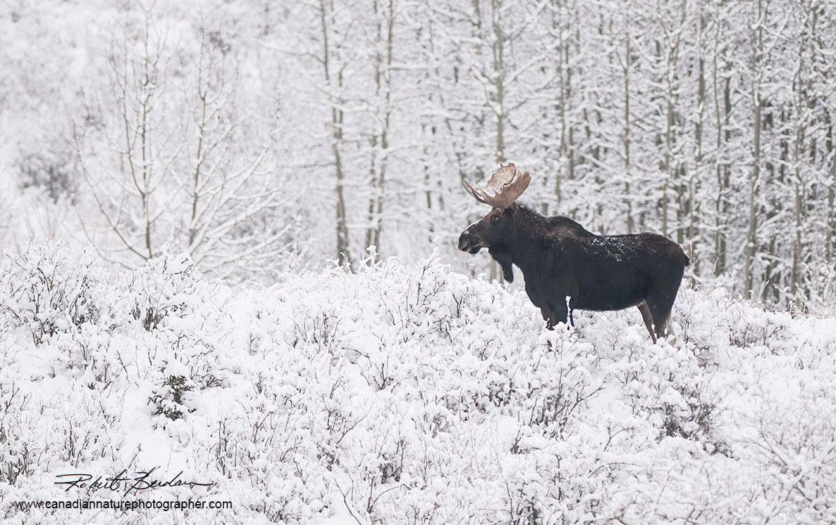 Bull moose in snow Calgary north by Robert Berdan ©