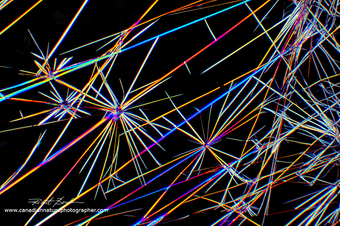Caffeine crystals often form needle-like crystals polarized light microscopy Robert Berdan ©