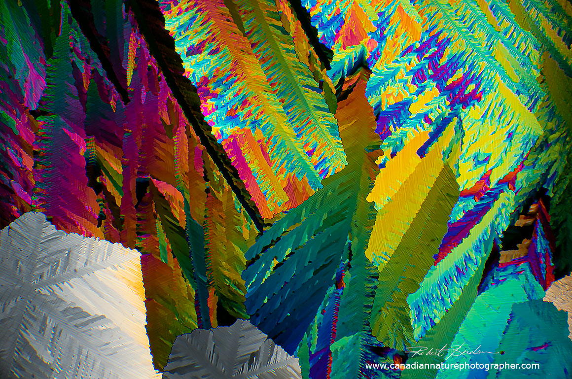 caffeine crystals by polarized light microscopy Robert Berdan ©