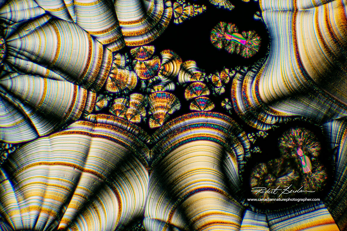 Vitamin C crystals that form bracket-fungus like rings polarized light microscopy Robert Berdan ©