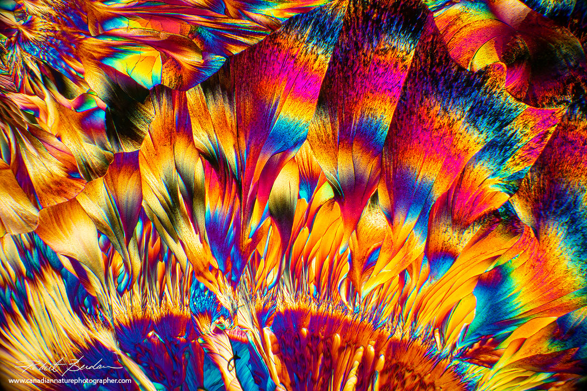 Beta-Alanine and Glutamine 100X polarized light microscopy Robert Berdan ©