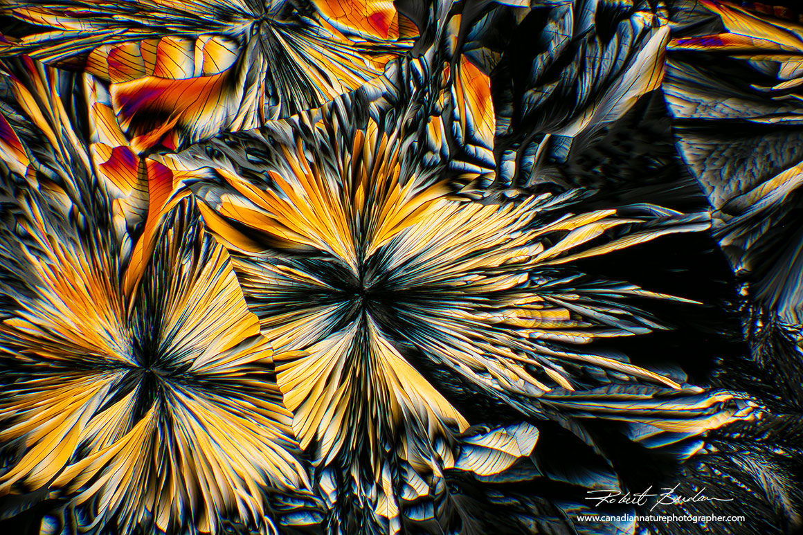 eta-Alanine and Glutamine 40X polarized light microscopy by Robert Berdan ©