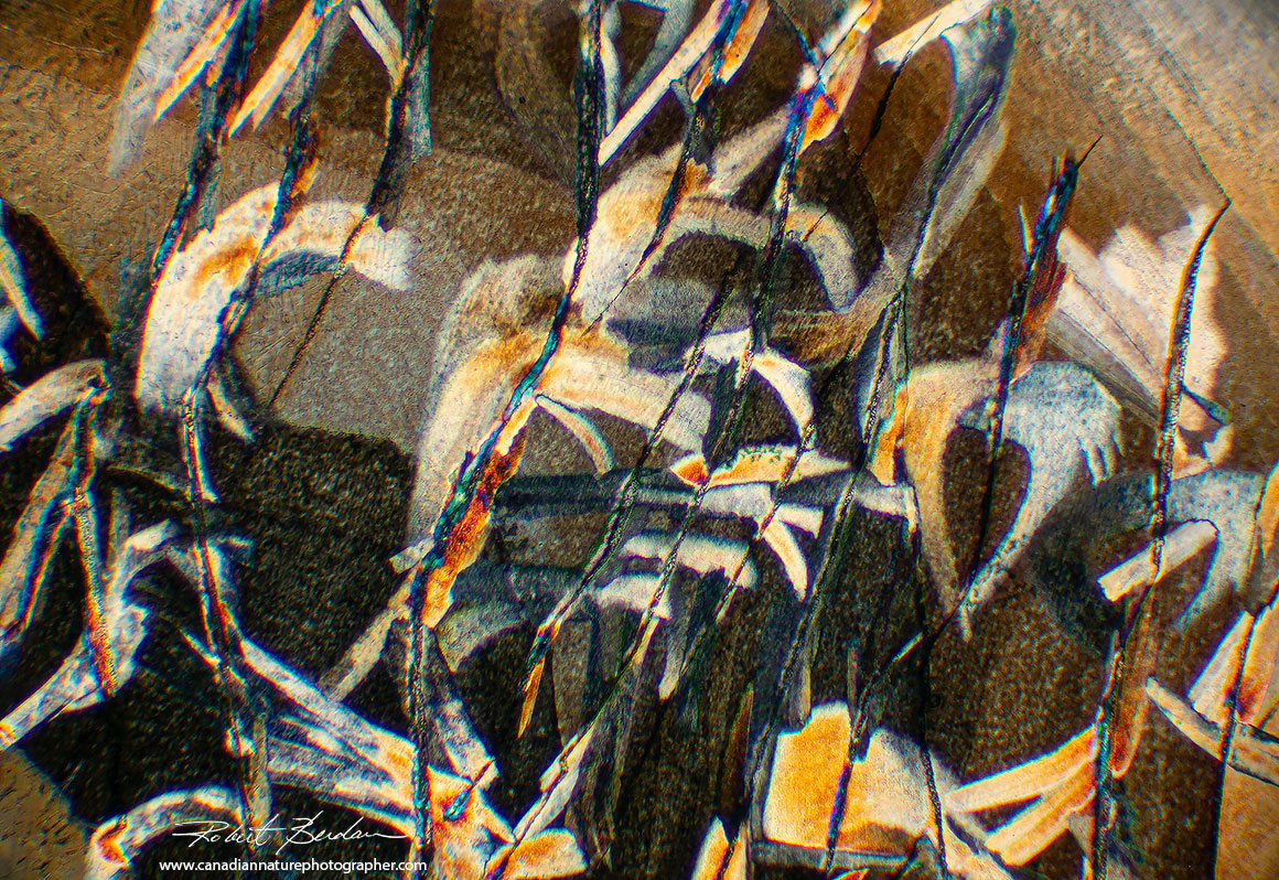 Abstract Sulfamic acid by polarized light microscopy Robert Berdan ©