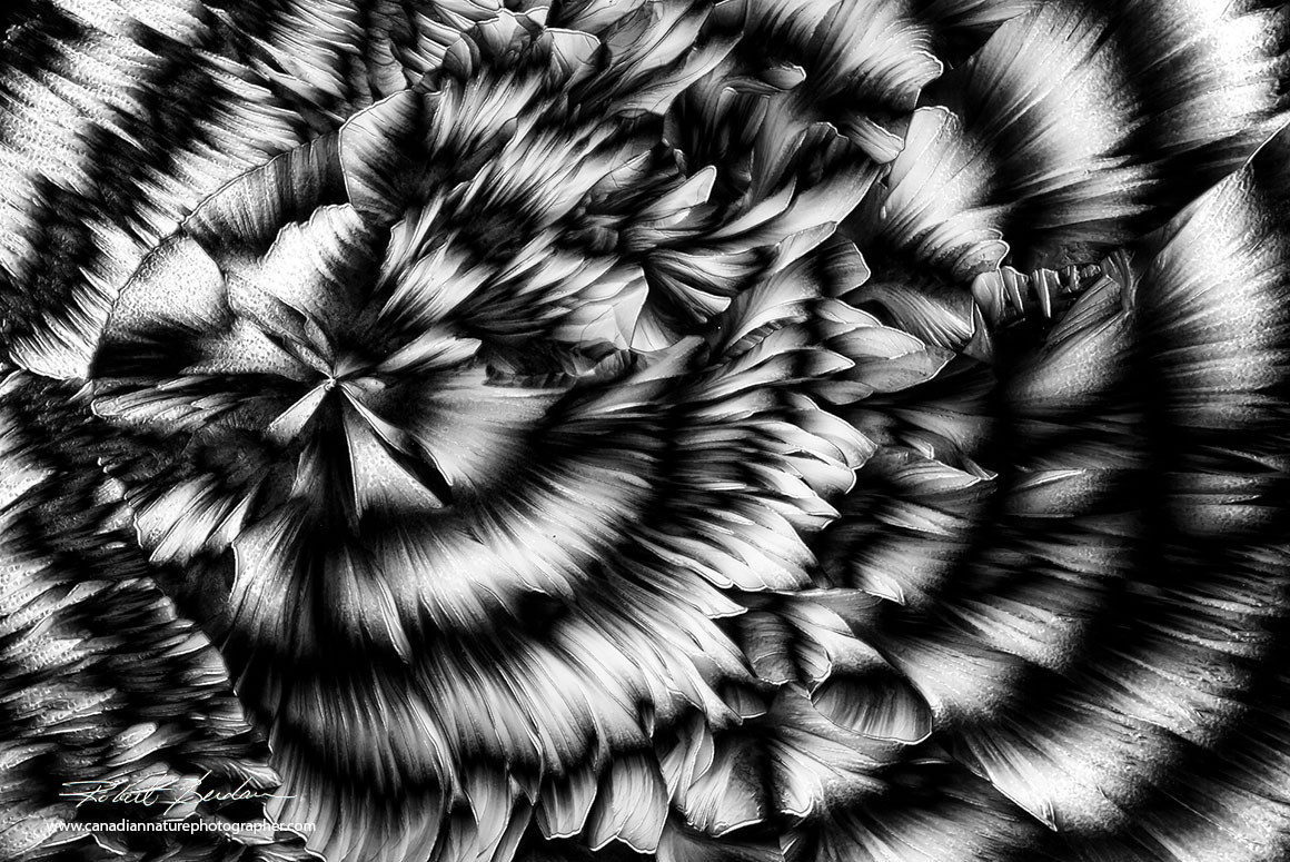 Crystals of Beta-Alanine and Glutamine in black and white by Polarizing microscopy 40X Robert Berdan ©