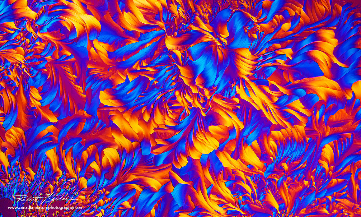 flower-like pattern of Beta-Alanine and Glutamine 40X panorama polarized light microscopy Robert Berdan ©