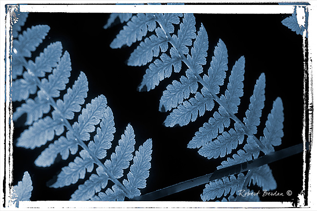 Ferns cyanotype by Robert Berdan ©