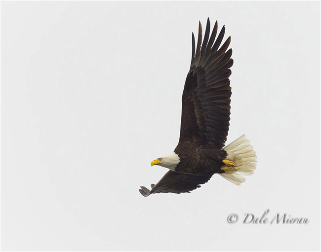 Eagle in flight by Dr. Dale Mierau ©