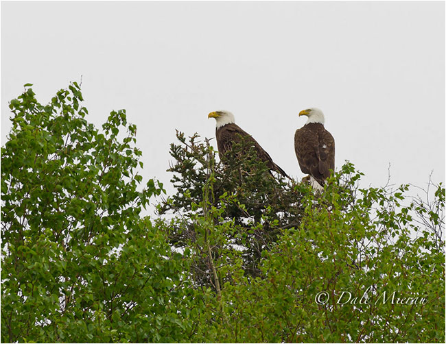 Pair of Eagles by Dr. Dale Mierau ©