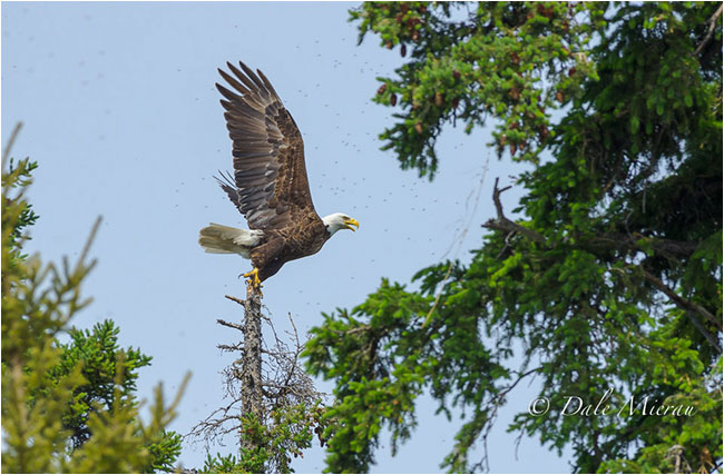 Eagle taking off by Dr. Dale Mierau ©