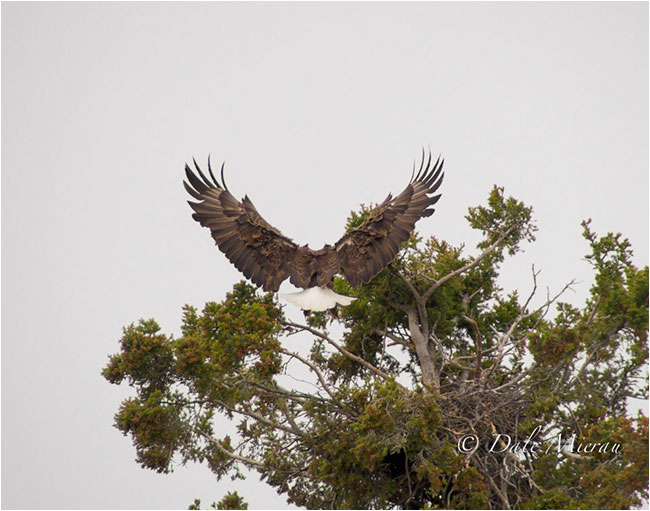 Eagle landing in Tree by Dr. Dale Mierau ©