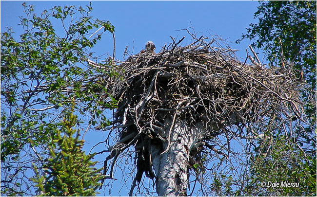 Bald eagle check in nest by Dale Mierau ©