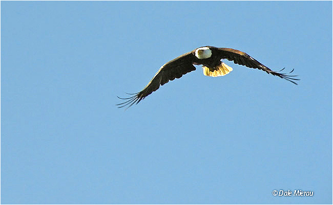 Bald Eagle in Flight by Dale Mierau©