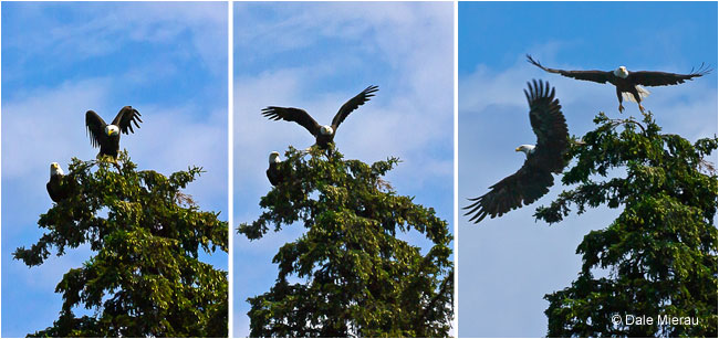 Eagle sequence by Dale Mierau ©