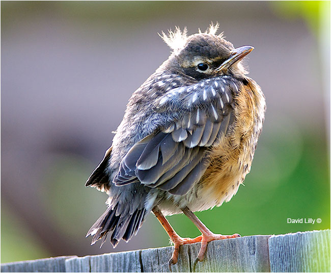 Young robin by David Lilly ©
