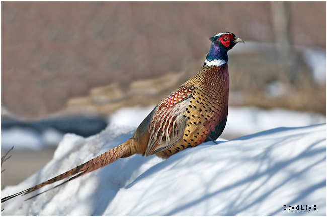 Ring-necked Pheasant by David Lilly ©