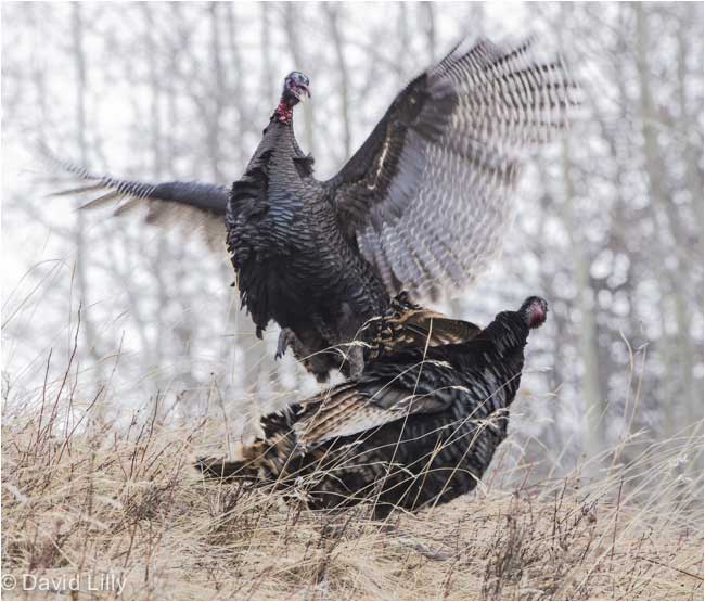 Wild Turkey Alberta by Dave Lilly ©