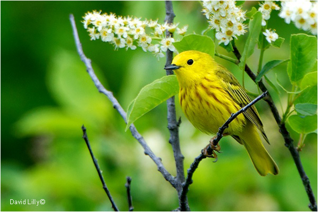 Yellow Warbler by David Lilly ©