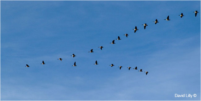 Canada Geese in formation by David Lilly  ©