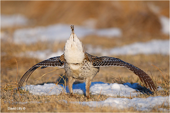 Sharp-tailed grouse by David Lilly ©