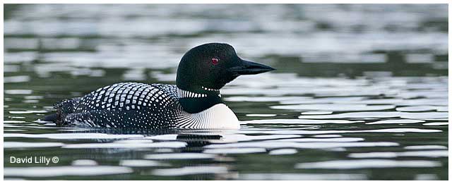Common Loon by David Lilly ©