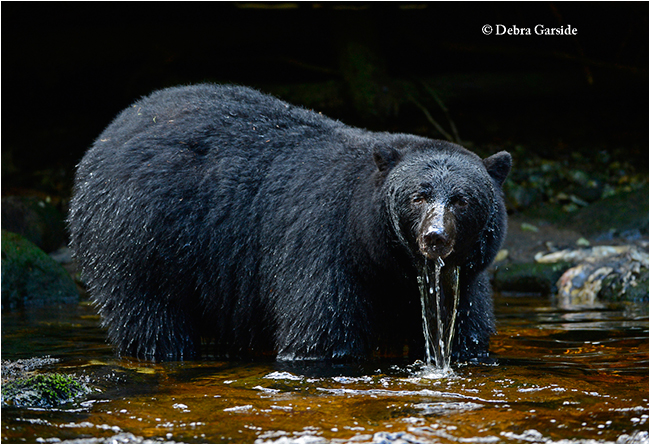Black bear by Debra Garside ©