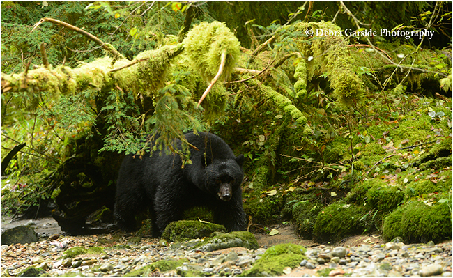 Formiadable Black bear by Debra Garside ©