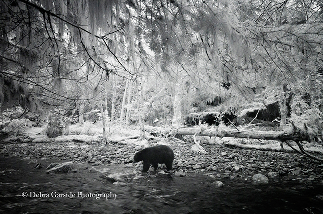 Black bear in rain forest infra red photography by Debra Garside ©