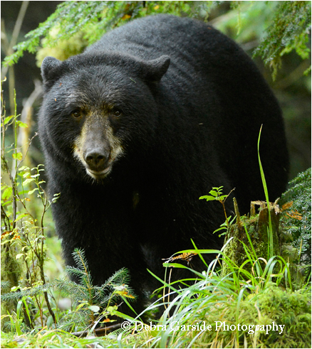 Huffs black bear by Debra Garside ©