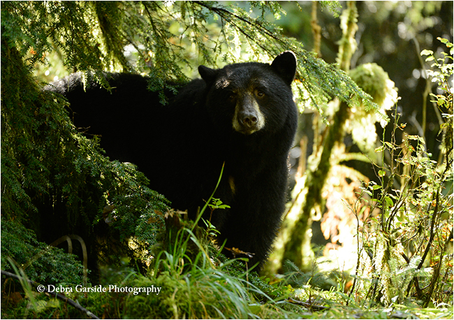 Mama black bear by Debra Garside ©