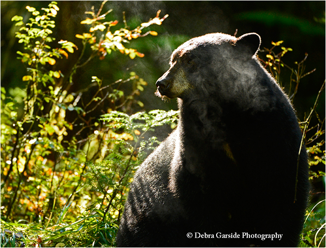 Misty bleack bear by Debra Garside ©