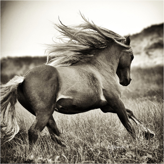 Power and Speed horse by Deb Garside ©