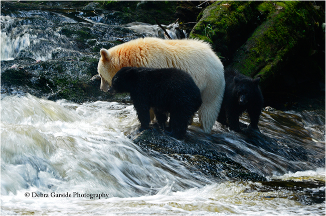 Spirit bear and cubs in waterfalls by Debra Garside ©