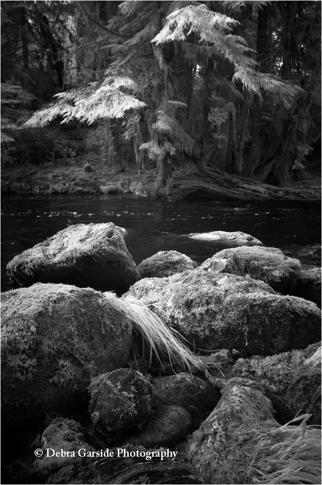 River runs throught it tempearate rainforest black and white by Debra Garside ©
