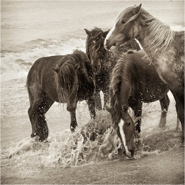Splash horses by Deb Garside ©