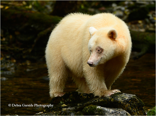 Queen 2 - spirit bear by Debra Garside ©