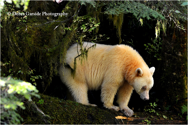 Kermode Bear by Debra Garside ©