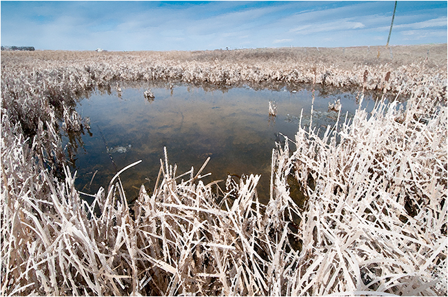 Alberta marsh after fresh snowfall by Robert Berdan ©