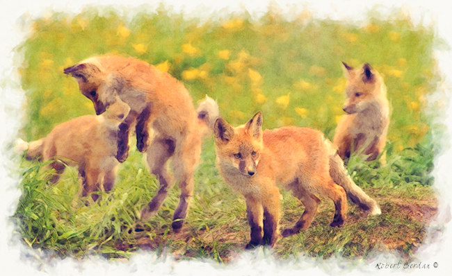 Filter Forge painting effect on baby foxes by Robert Berdan ©