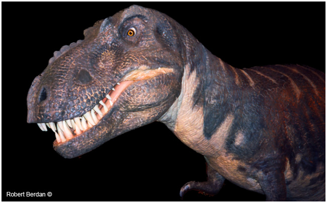 Tyranosauraus Rex model Robert Berdan ©